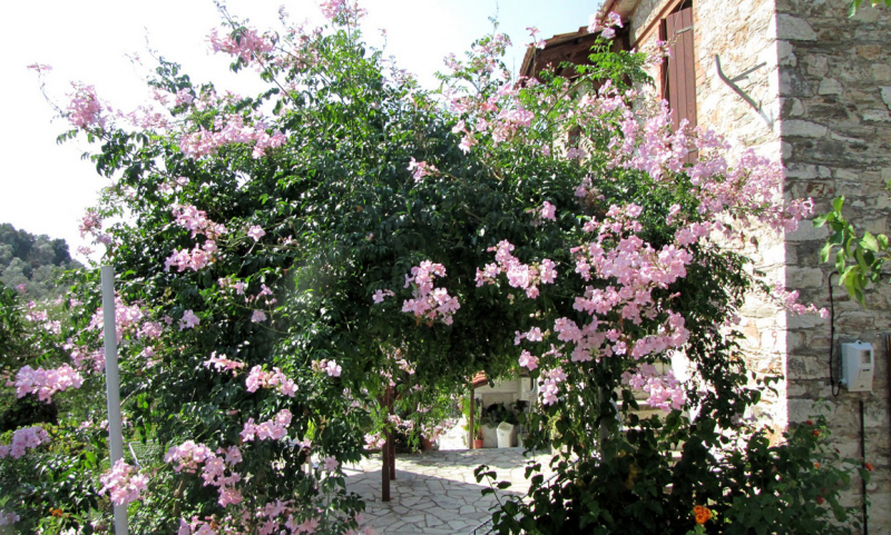 exterior view